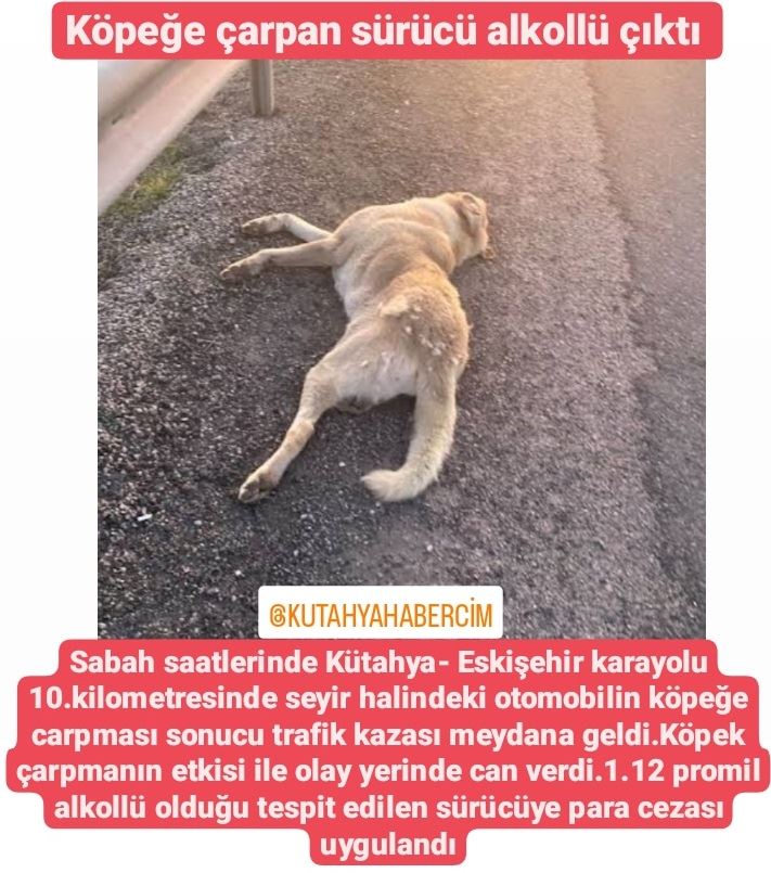 alkollü sürücü köpeğe çarptı