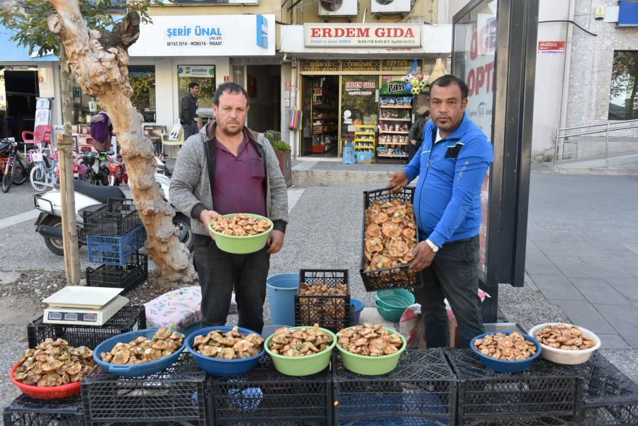 SEZONUN İLK MELKİ MANTARI SINDIRGIDA ÇIKTI